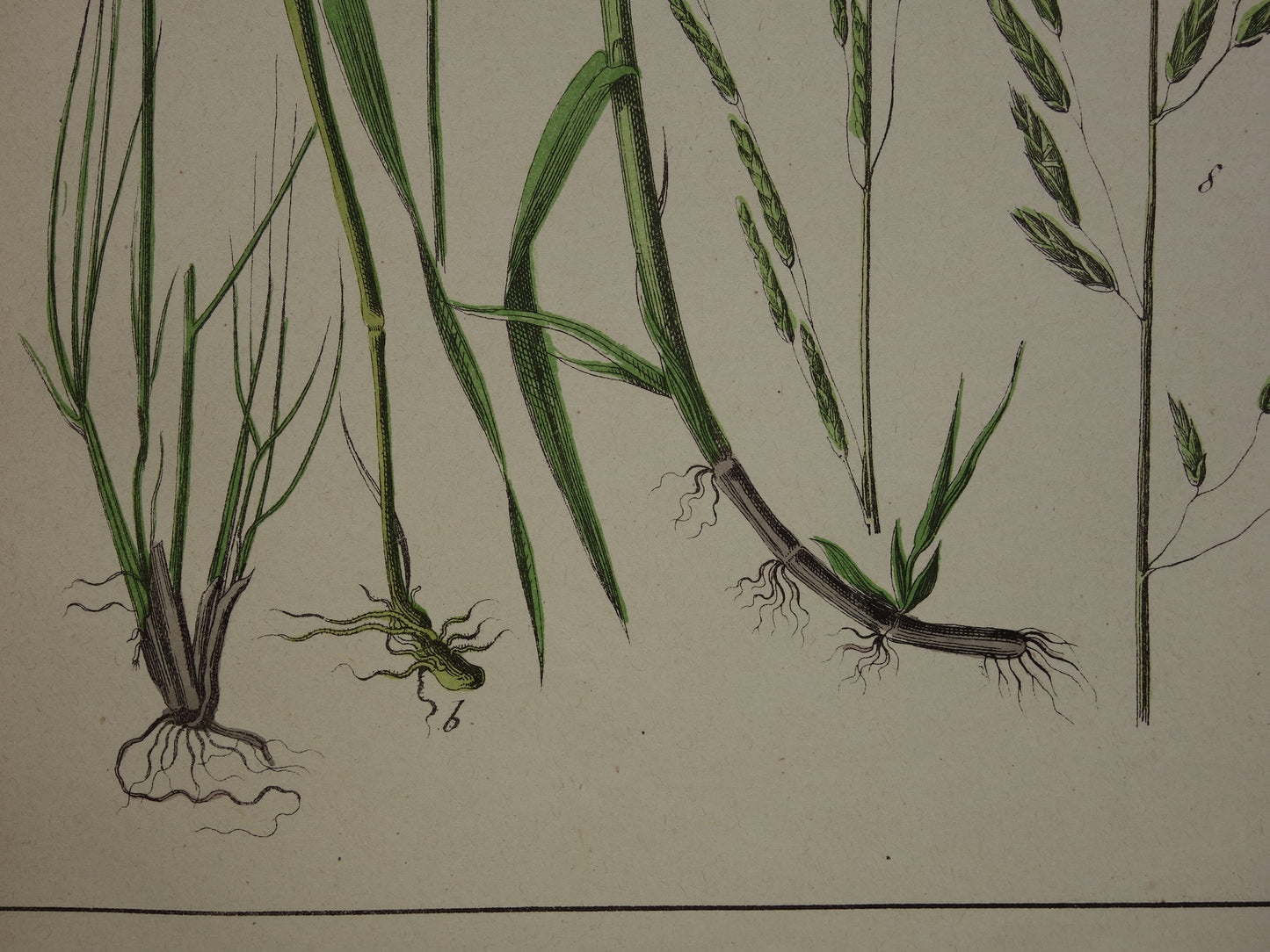 GRASSEN Antieke Botanische Illustratie van Grassoorten - Oude prent Gras - Originele Vintage Print