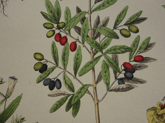 olijfboom antieke print illustratie