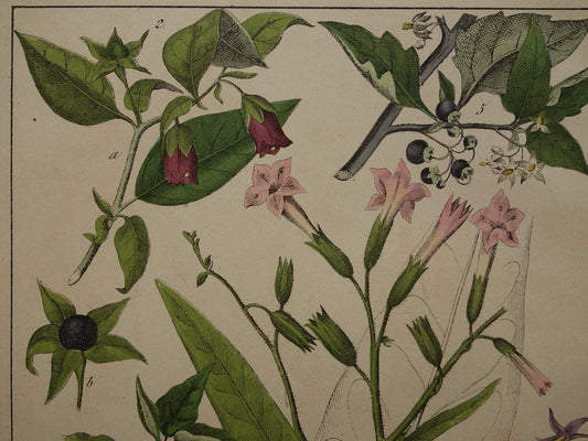 Botanische Prent - Originele Vintage Print Botanie Bloemen Planten - Antieke muurdecoratie prenten