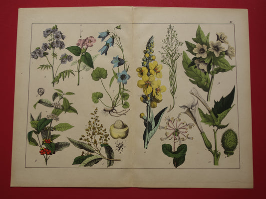 Botanische Prent van Koffieplant Bilzekruid Koningskaars - Originele antieke Print Bloemen Planten - Oude vintage botanie poster