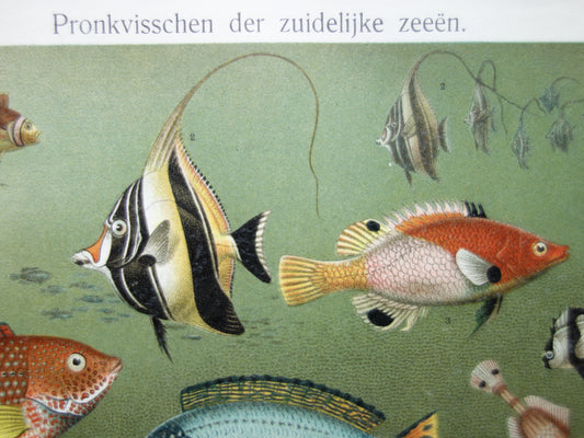 Tropische vissen vintage print originele antieke Nederlandse prent maskerwimpelvis ronde vleermuisvis