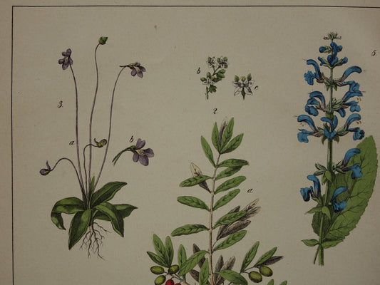 Oude Botanische Prent Zwarte Peper Olijfboom uit 1874 Antieke Illustratie Boterkruid Blaasjeskruid - Originele Vintage Print