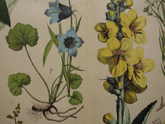 Botanische Prent van Koffieplant Bilzekruid Koningskaars - Originele antieke Print Bloemen Planten - Oude vintage botanie poster