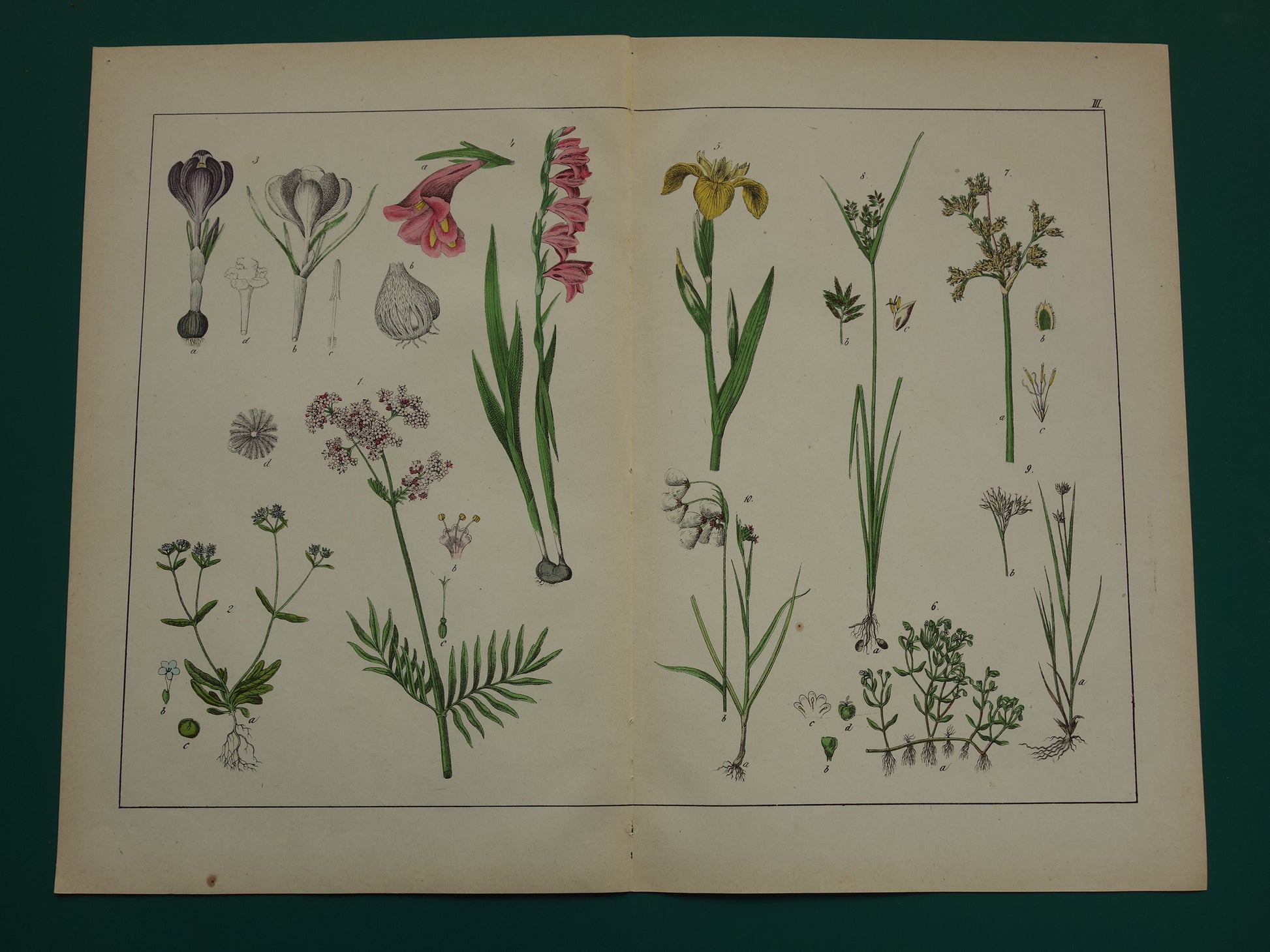 Bloemen Oude Botanische Prent Krokus Iris Gladiool uit 1874 Antieke Illustratie - Originele Vintage Valeriaan Print