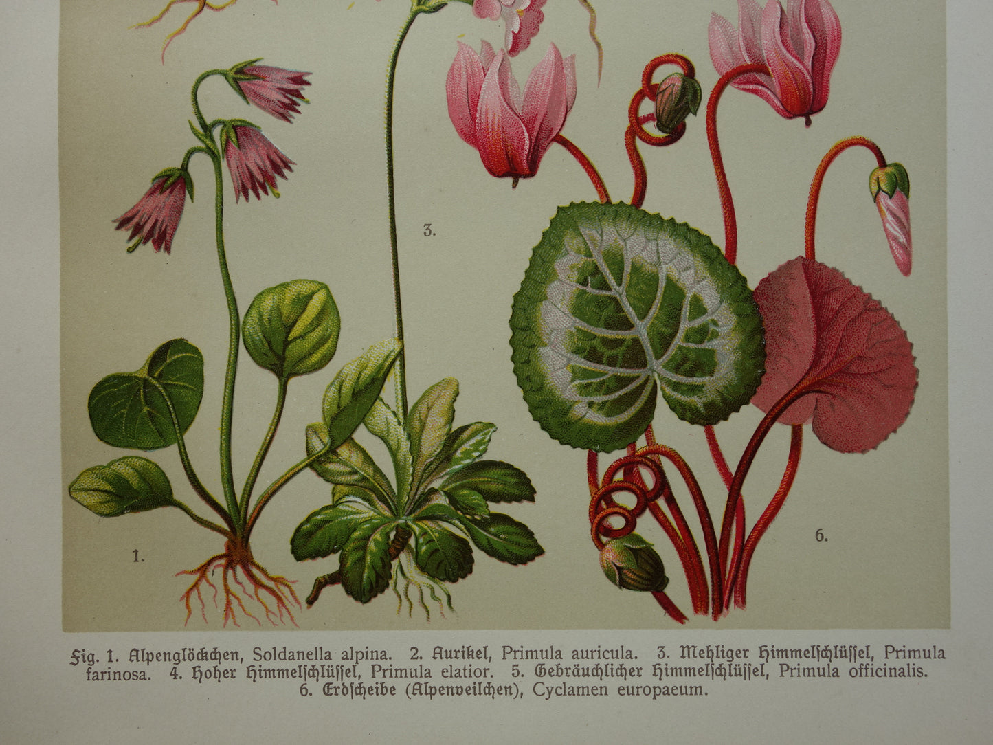 Set van drie oude botanische prenten - 1911 originele antieke bloemen illustratie - 3 vintage bloem prints