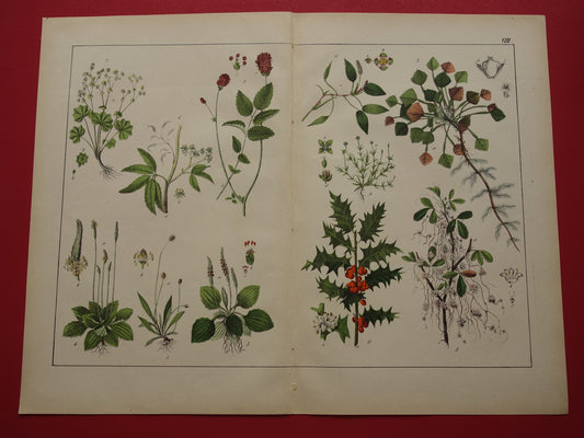 Historische Botanische Prent van Grote pimpernel Groot warkruid Gewone Hulst - Originele antieke Print Bloemen Planten - Vintage poster