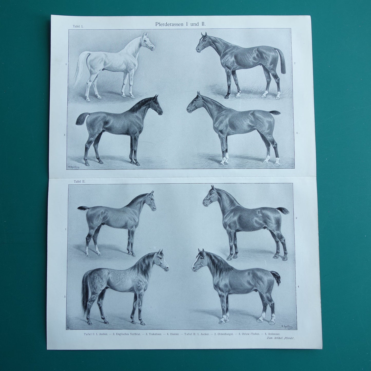 Horses old print horse breeds