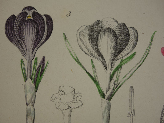 Bloemen Oude Botanische Prent Krokus Iris Gladiool uit 1874 Antieke Illustratie - Originele Vintage Valeriaan Print