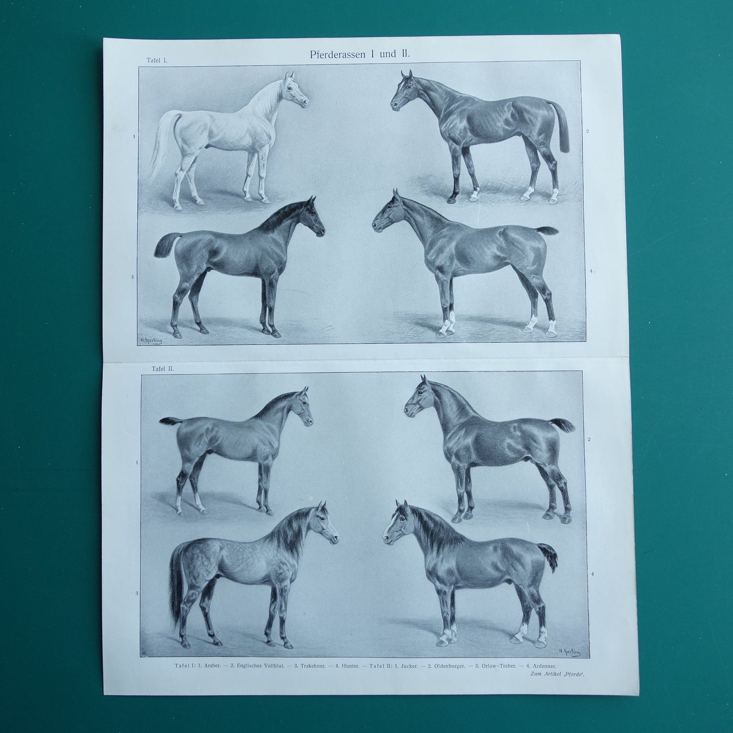 PAARDEN oude Duitse illustratie Paardenrassen 1909 antieke prent Paard