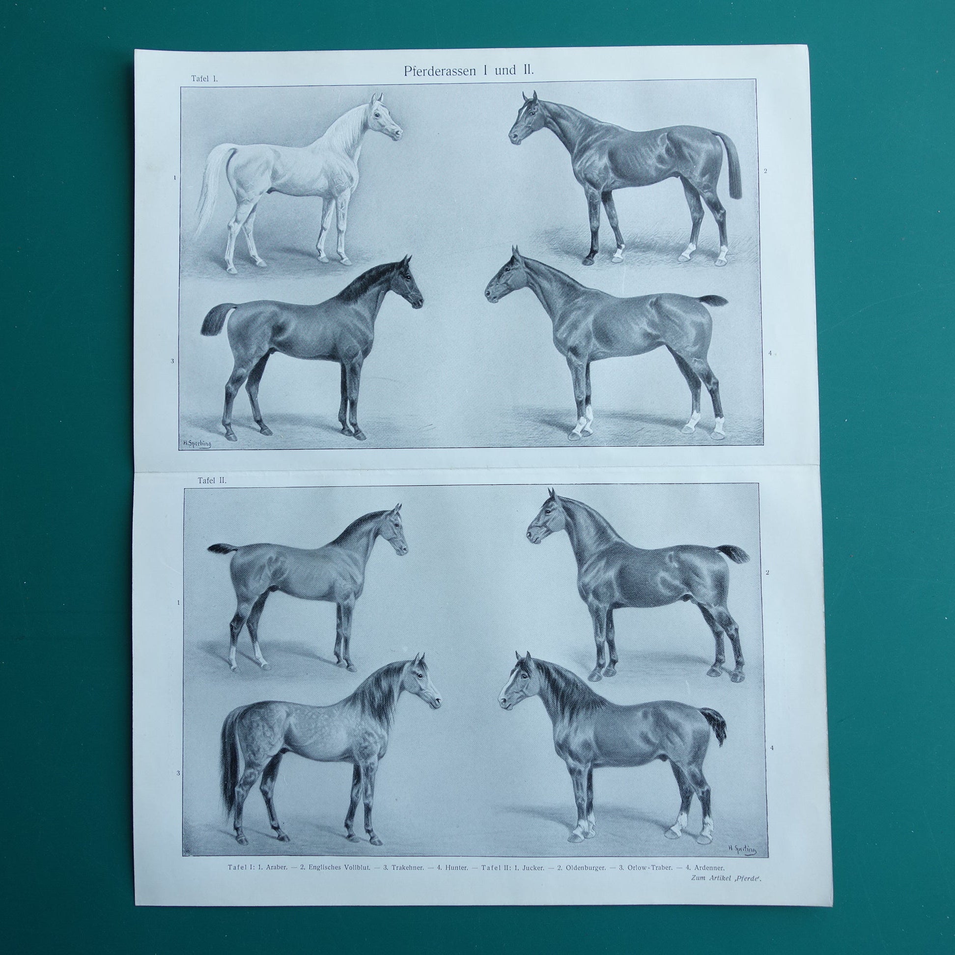 PAARDEN oude Duitse illustratie Paardenrassen 1909 antieke prent Paard