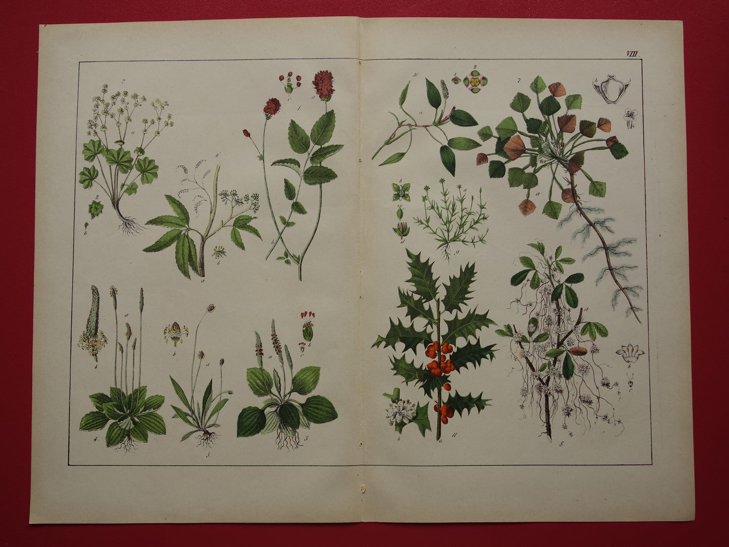 Historische Botanische Prent van Grote pimpernel Groot warkruid Gewone Hulst - Originele antieke Print Bloemen Planten - Vintage poster