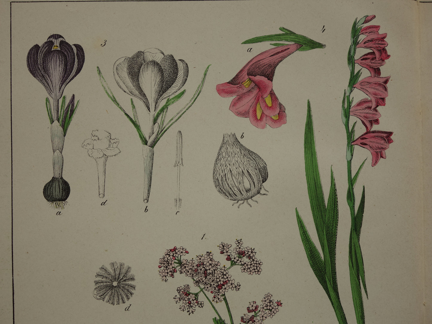 Bloemen Oude Botanische Prent Krokus Iris Gladiool uit 1874 Antieke Illustratie - Originele Vintage Valeriaan Print