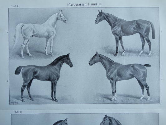 PAARDEN oude Duitse illustratie Paardenrassen 1909 antieke prent Paard