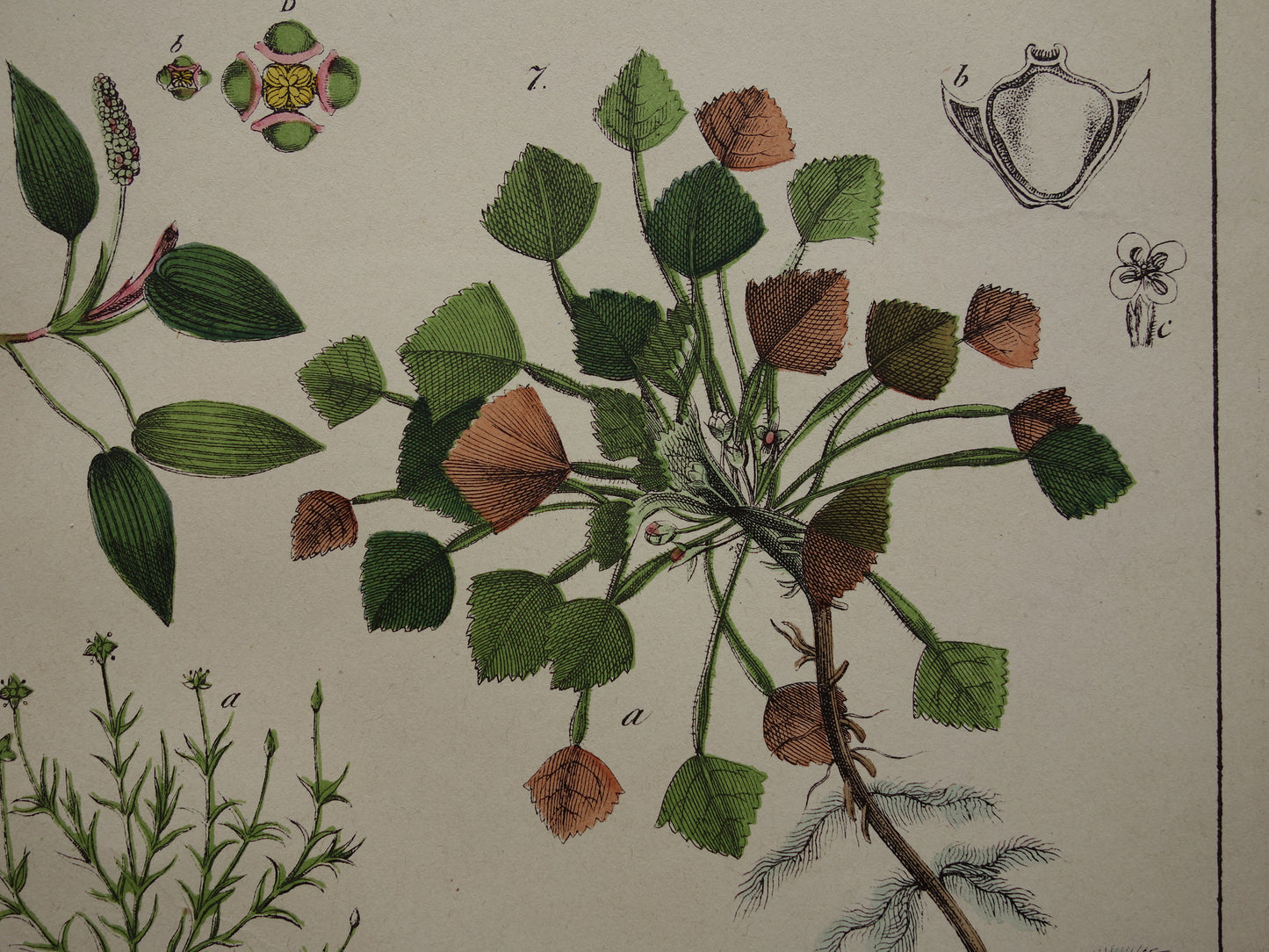 Historische Botanische Prent van Grote pimpernel Groot warkruid Gewone Hulst - Originele antieke Print Bloemen Planten - Vintage poster