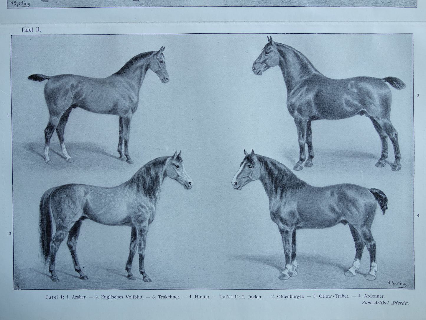 PAARDEN oude Duitse illustratie Paardenrassen 1909 antieke prent Paard