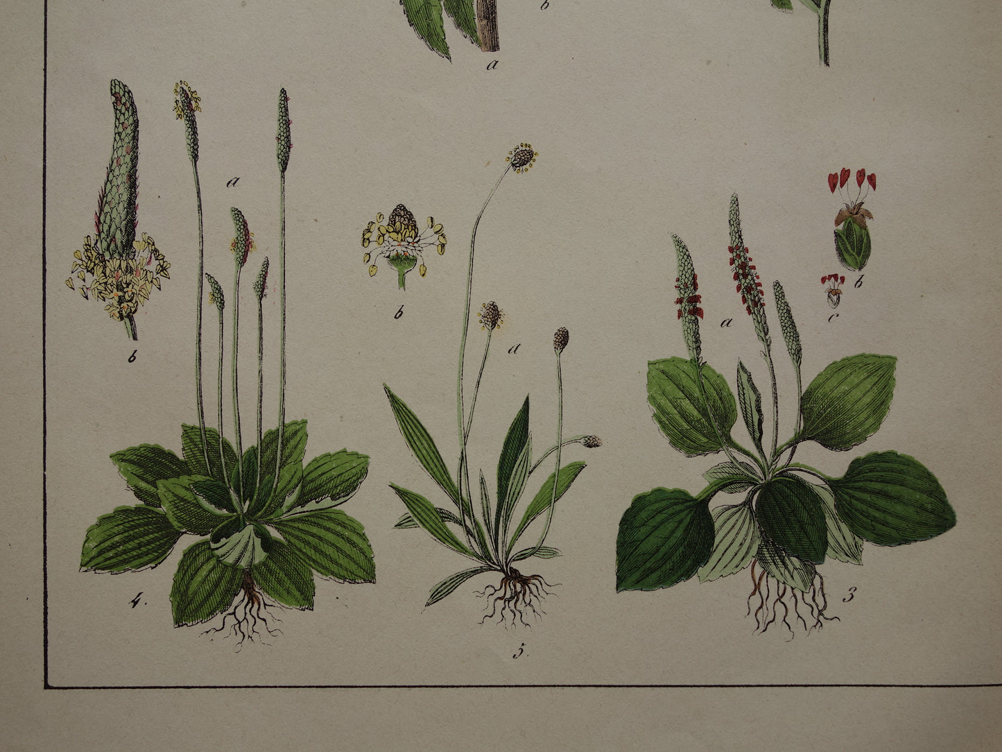 Historische Botanische Prent van Grote pimpernel Groot warkruid Gewone Hulst - Originele antieke Print Bloemen Planten - Vintage poster