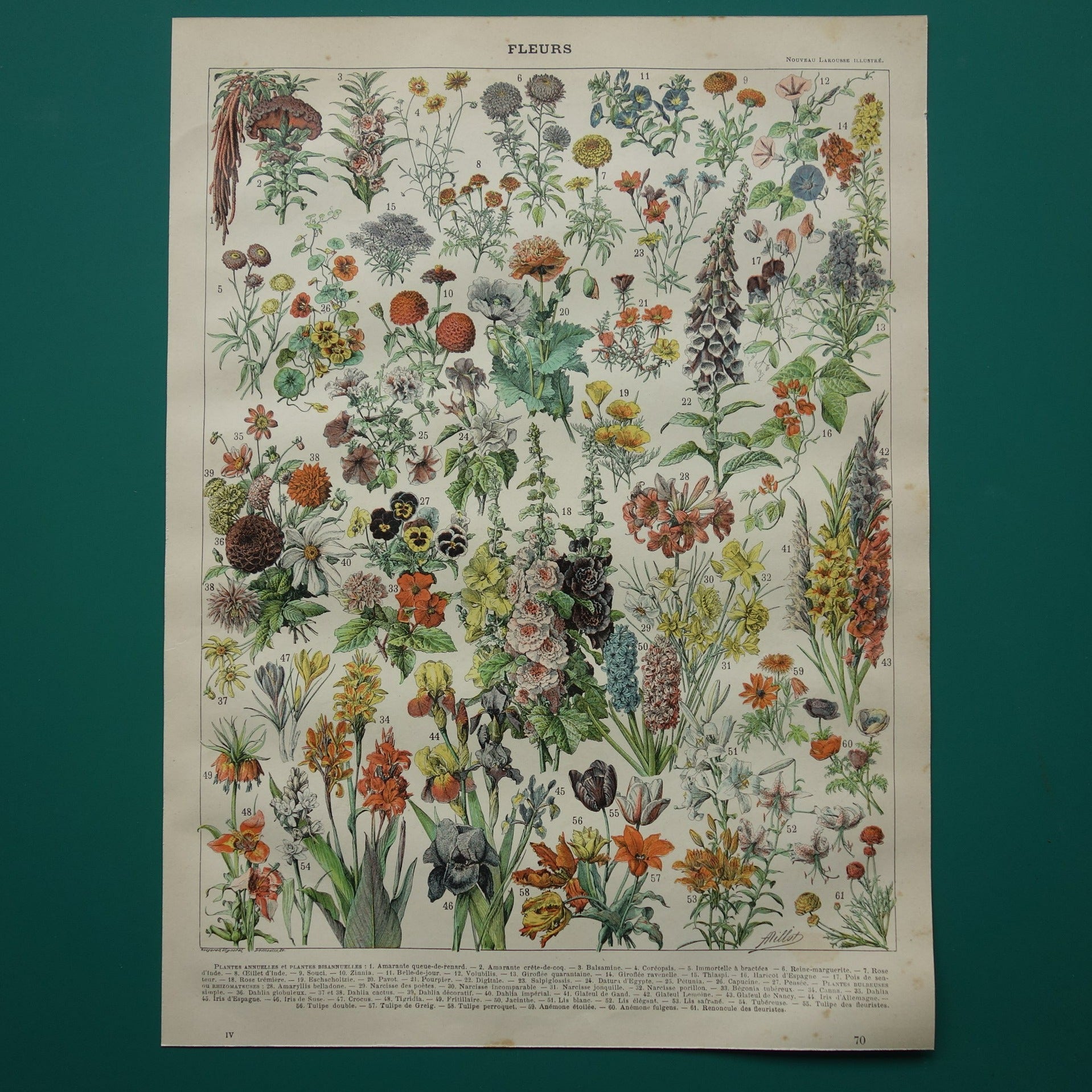 Prachtige Franse antieke botanische prent Bloemen 125+ jaar oude bloem illustratie Vintage prints