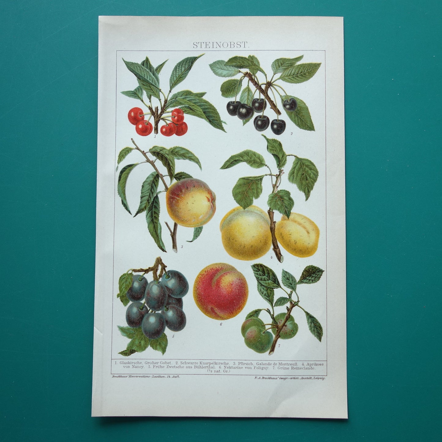 FRUIT Oude botanische prent uit het jaar 1908 kleine originele antieke fruitsoorten illustratie  Kers Perzik Abrikoos Nectarine