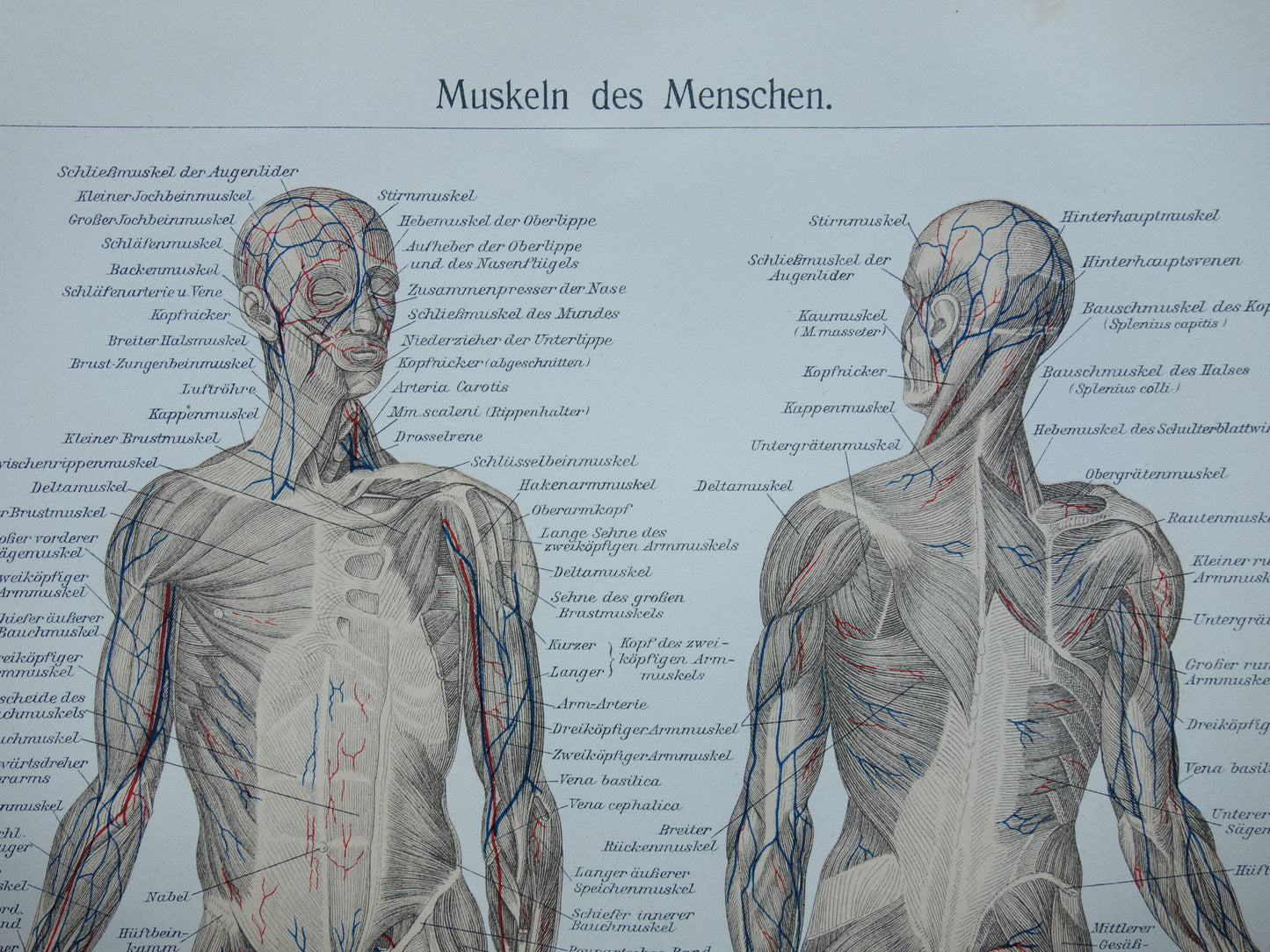 SPIEREN Oude anatomie prent uit 1909 originele vintage anatomische illustratie spier lichaam vintage print