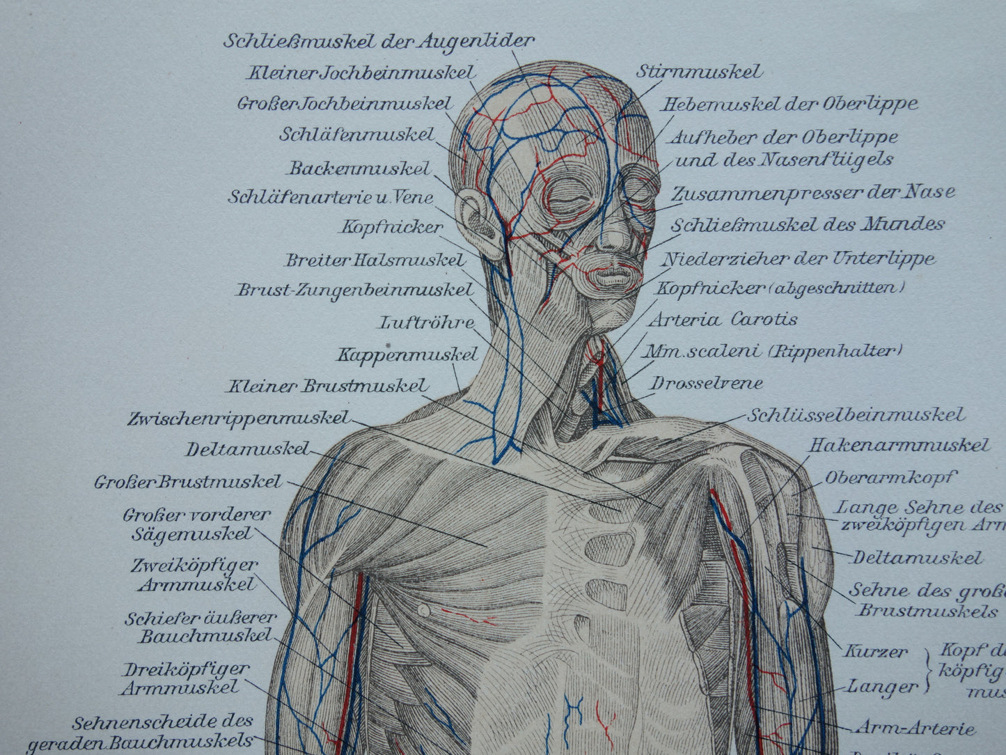 SPIEREN Oude anatomie prent uit 1909 originele vintage anatomische illustratie spier lichaam vintage print