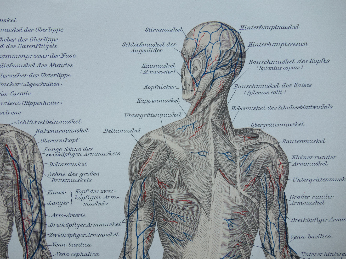 SPIEREN Oude anatomie prent uit 1909 originele vintage anatomische illustratie spier lichaam vintage print