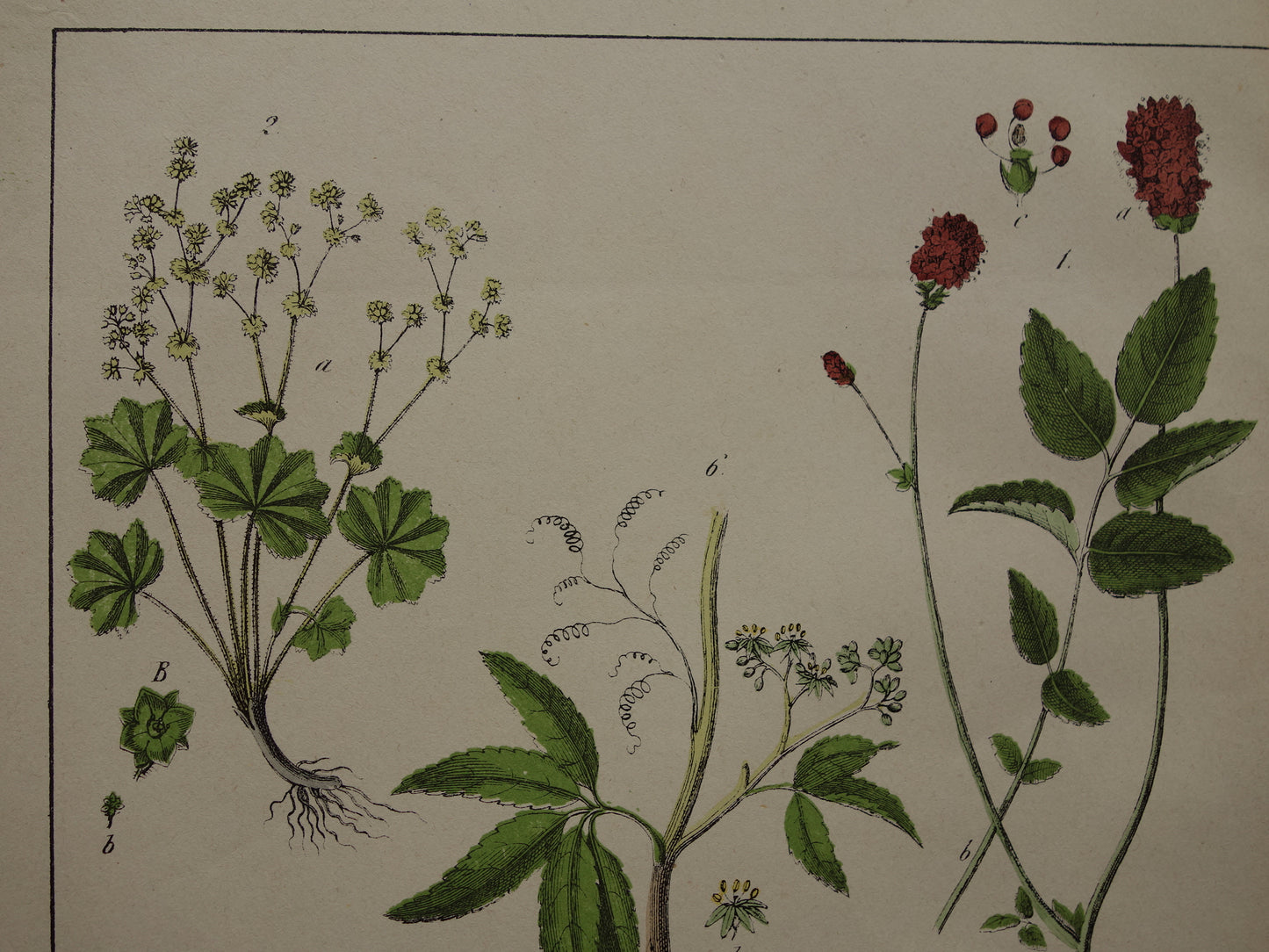 Historische Botanische Prent van Grote pimpernel Groot warkruid Gewone Hulst - Originele antieke Print Bloemen Planten - Vintage poster