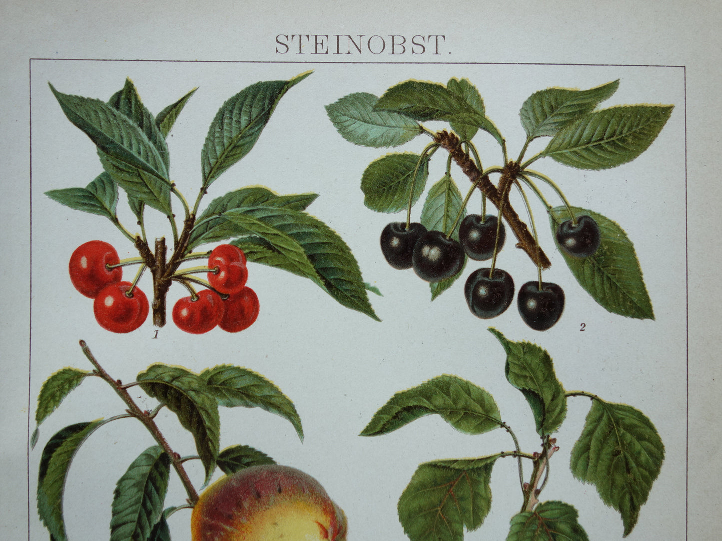 FRUIT Oude botanische prent uit het jaar 1908 kleine originele antieke fruitsoorten illustratie  Kers Perzik Abrikoos Nectarine