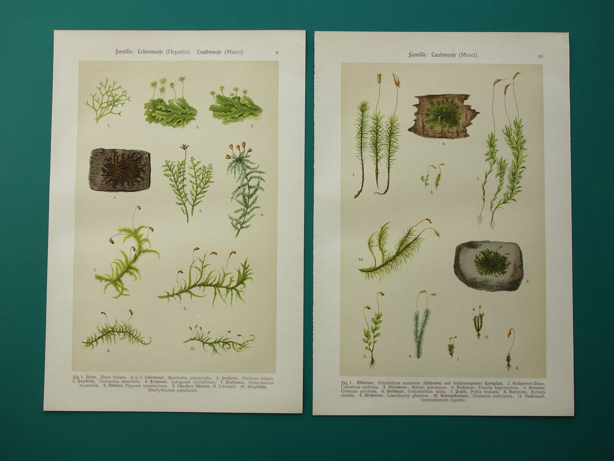 MOSSEN Oude botanische prenten over MOS set van twee 1911 originele antieke illustratie Mossen planten
