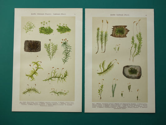 MOSSEN Oude botanische prenten over MOS set van twee 1911 originele antieke illustratie Mossen planten
