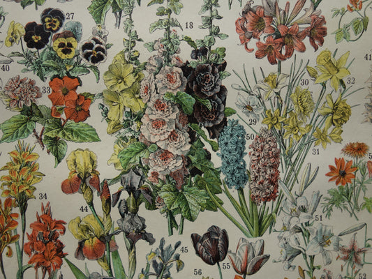 Prachtige Franse antieke botanische prent Bloemen 125+ jaar oude bloem illustratie Vintage prints