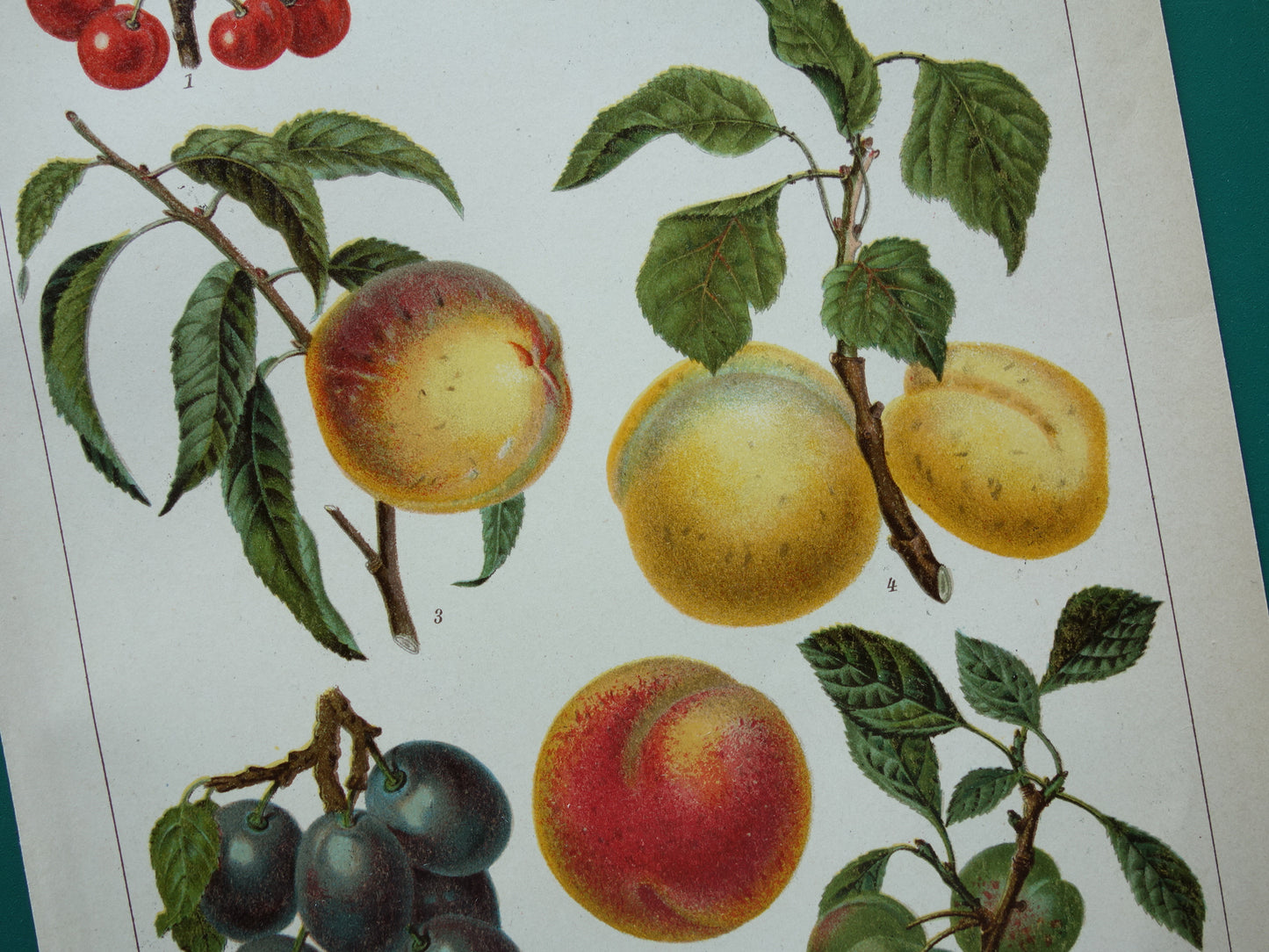 FRUIT Oude botanische prent uit het jaar 1908 kleine originele antieke fruitsoorten illustratie  Kers Perzik Abrikoos Nectarine