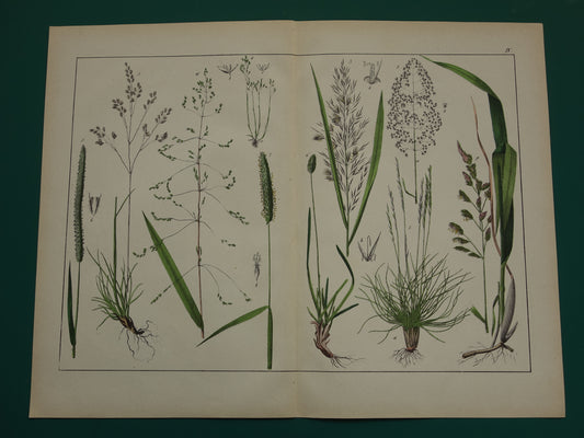 Gras Oude Botanische Prent uit 1874 GRASSOORTEN Antieke Illustratie - Originele Vintage Grassen Print