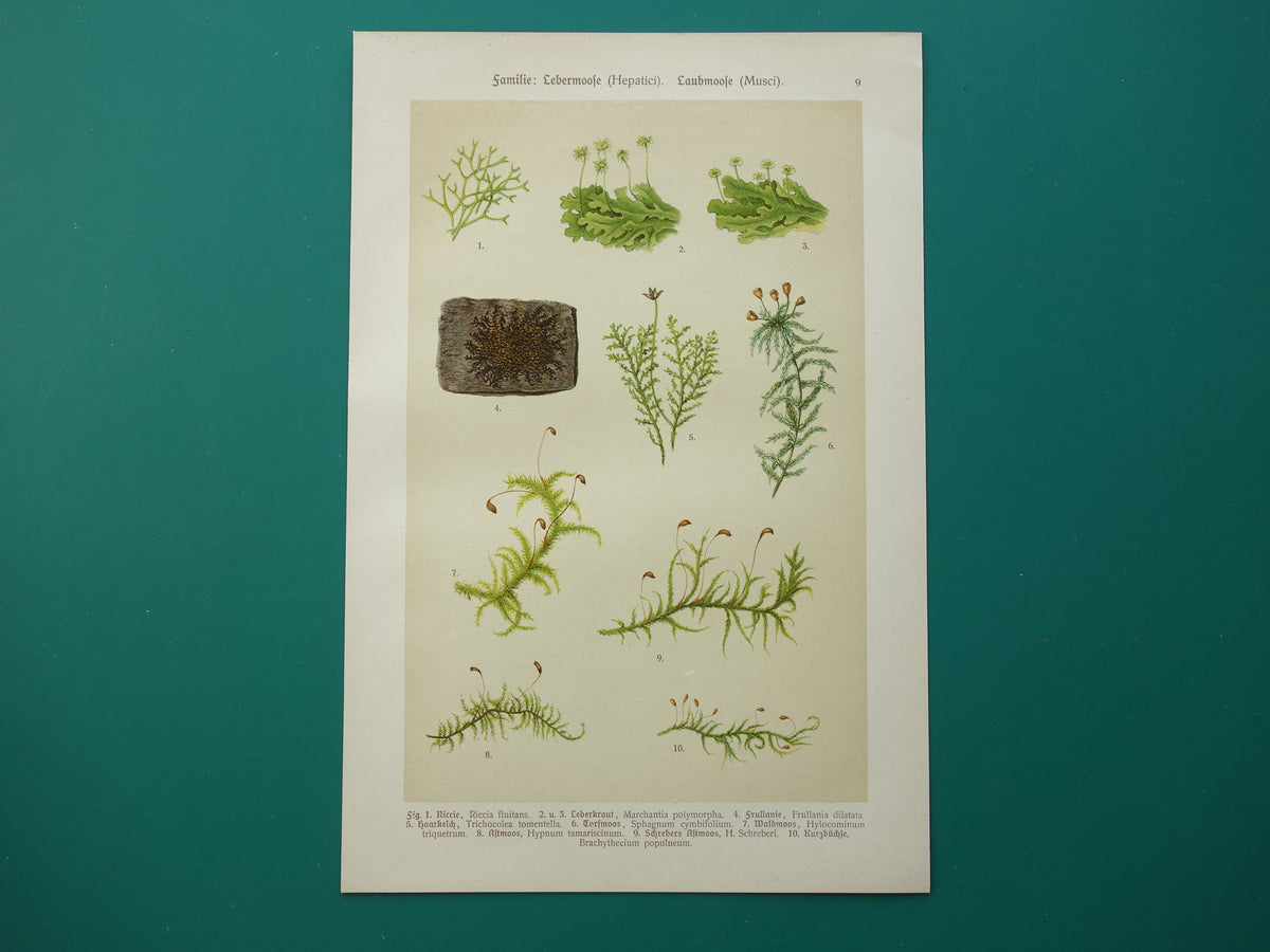 MOSSEN Oude botanische prenten over MOS set van twee 1911 originele antieke illustratie Mossen planten