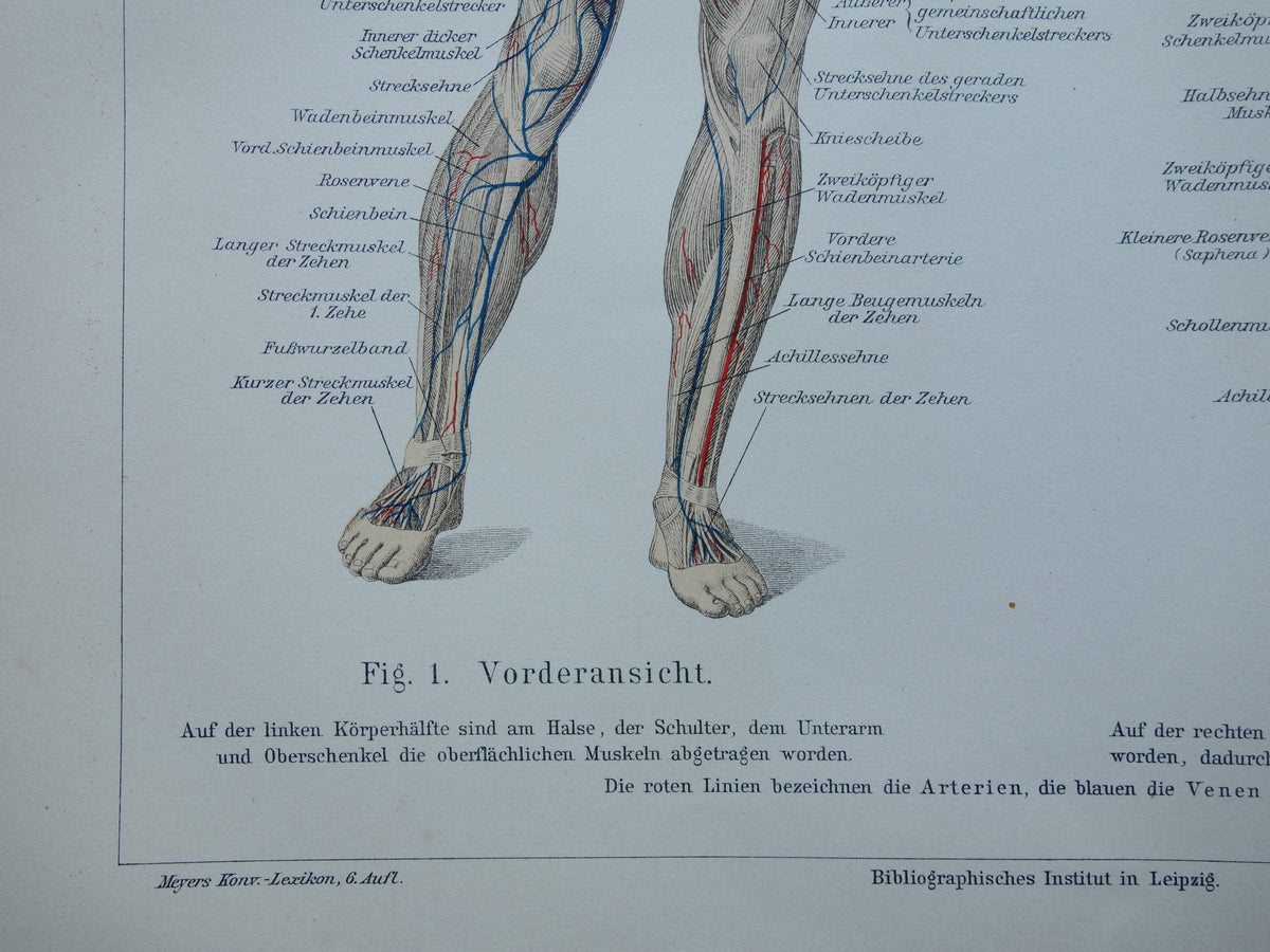 SPIEREN Oude anatomie prent uit 1909 originele vintage anatomische illustratie spier lichaam vintage print