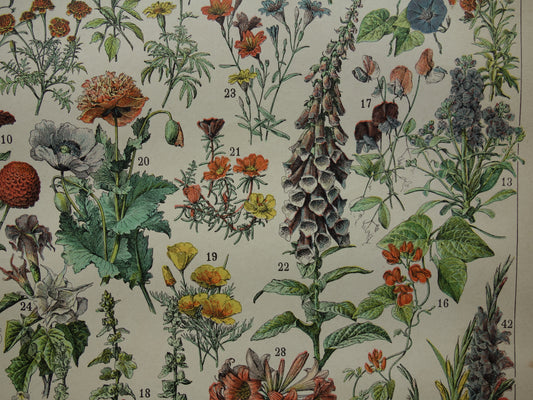 Prachtige Franse antieke botanische prent Bloemen 125+ jaar oude bloem illustratie Vintage prints