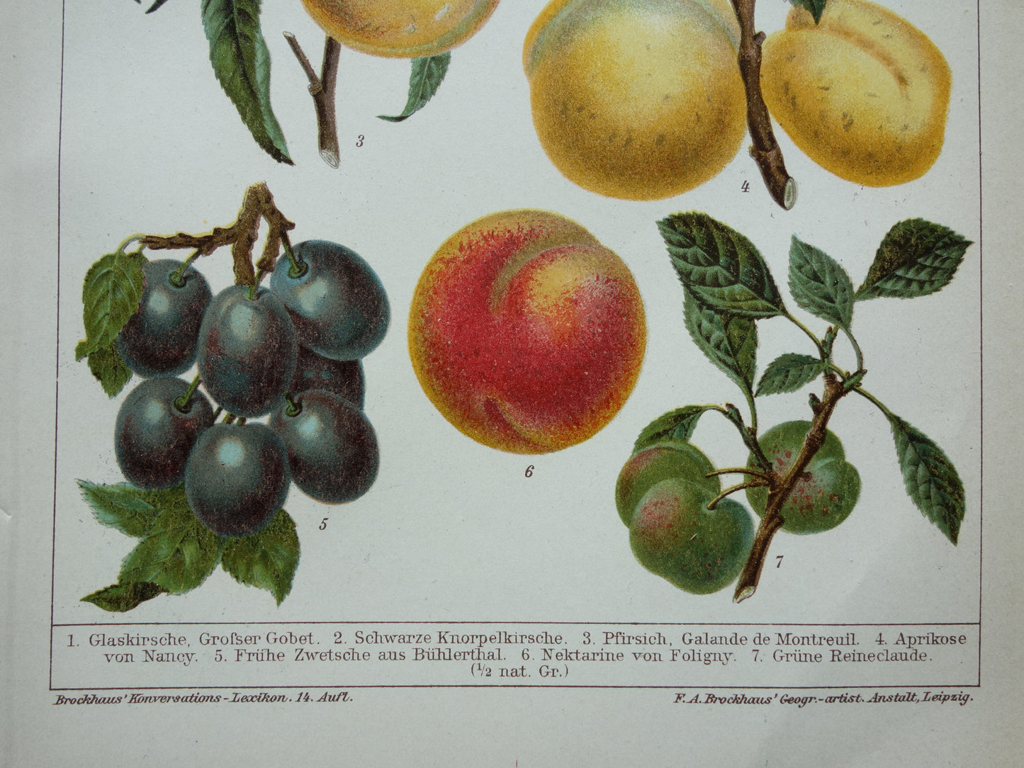FRUIT Oude botanische prent uit het jaar 1908 kleine originele antieke fruitsoorten illustratie  Kers Perzik Abrikoos Nectarine
