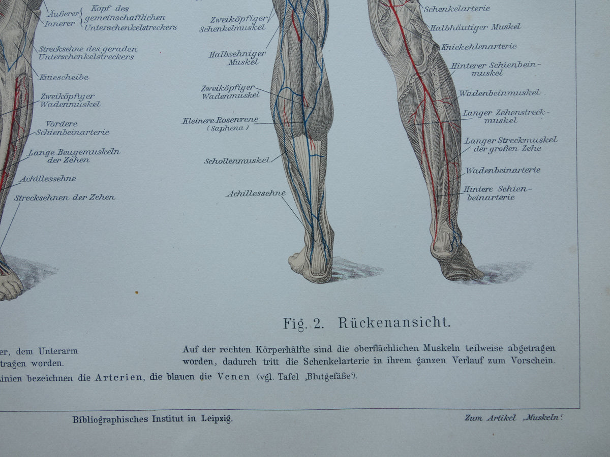 SPIEREN Oude anatomie prent uit 1909 originele vintage anatomische illustratie spier lichaam vintage print