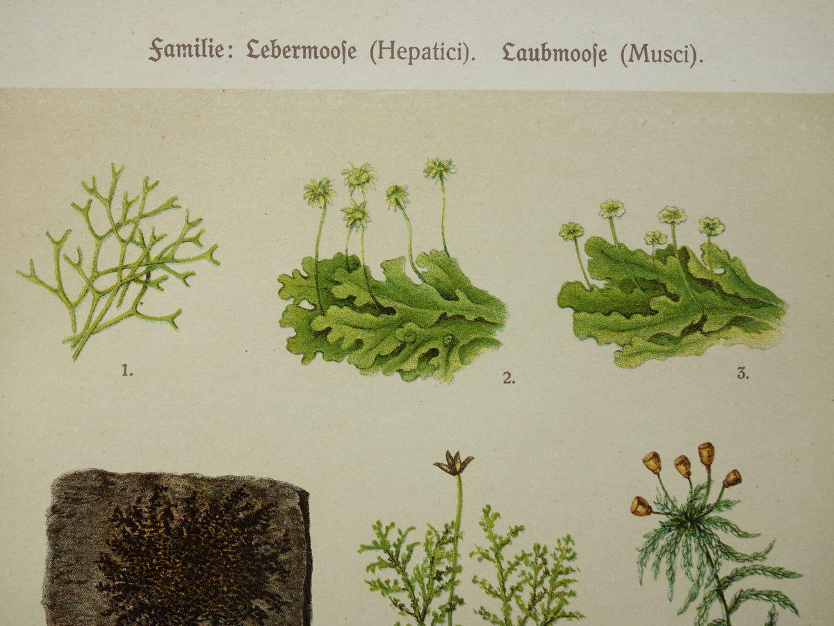 MOSSEN Oude botanische prenten over MOS set van twee 1911 originele antieke illustratie Mossen planten