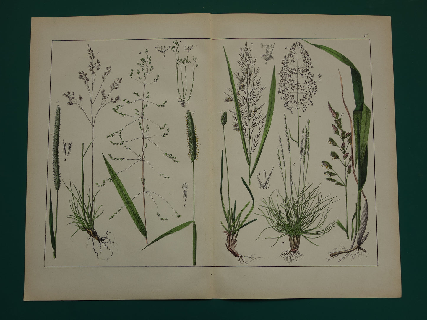 Gras Oude Botanische Prent uit 1874 GRASSOORTEN Antieke Illustratie - Originele Vintage Grassen Print