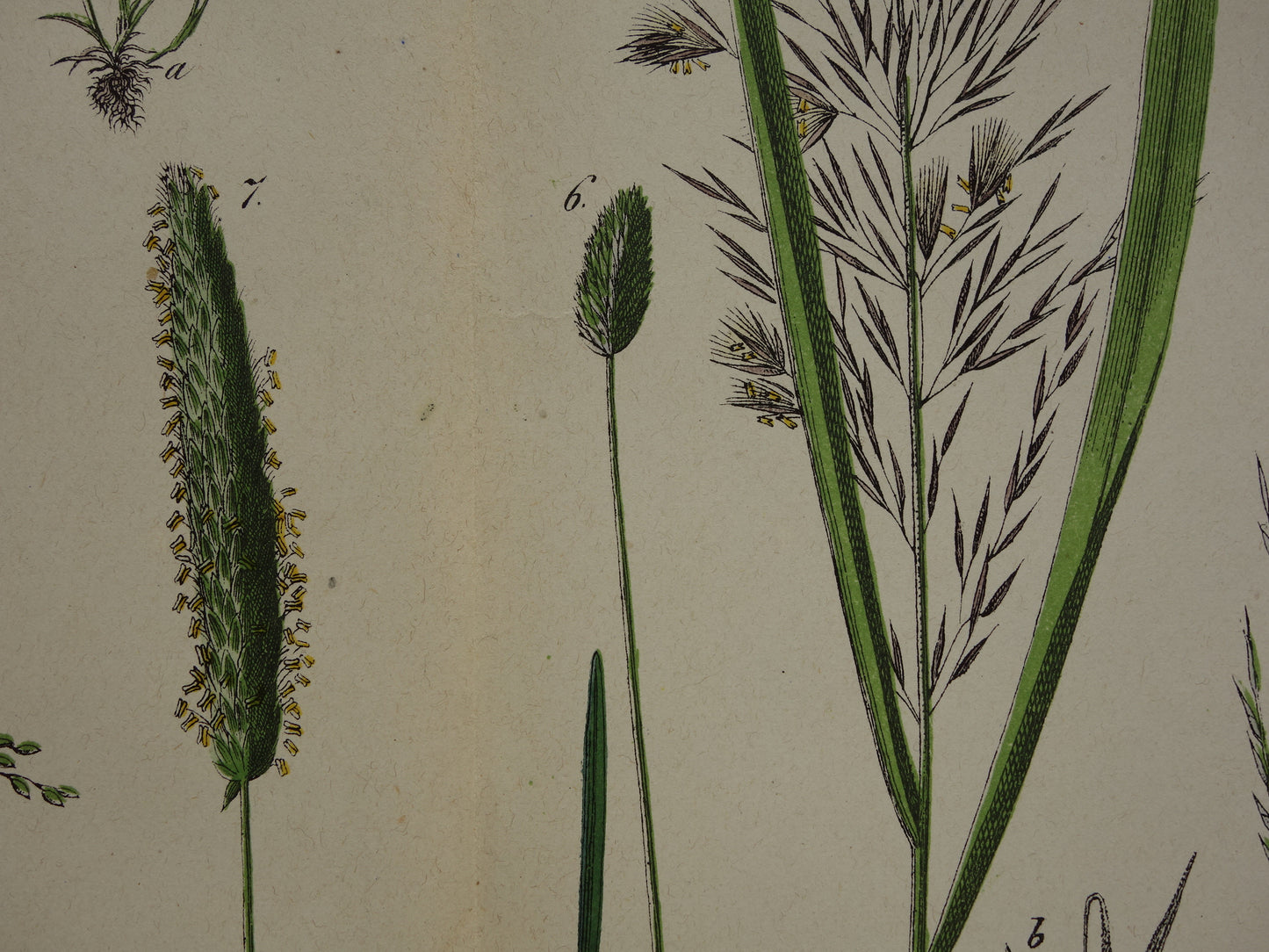 Gras Oude Botanische Prent uit 1874 GRASSOORTEN Antieke Illustratie - Originele Vintage Grassen Print