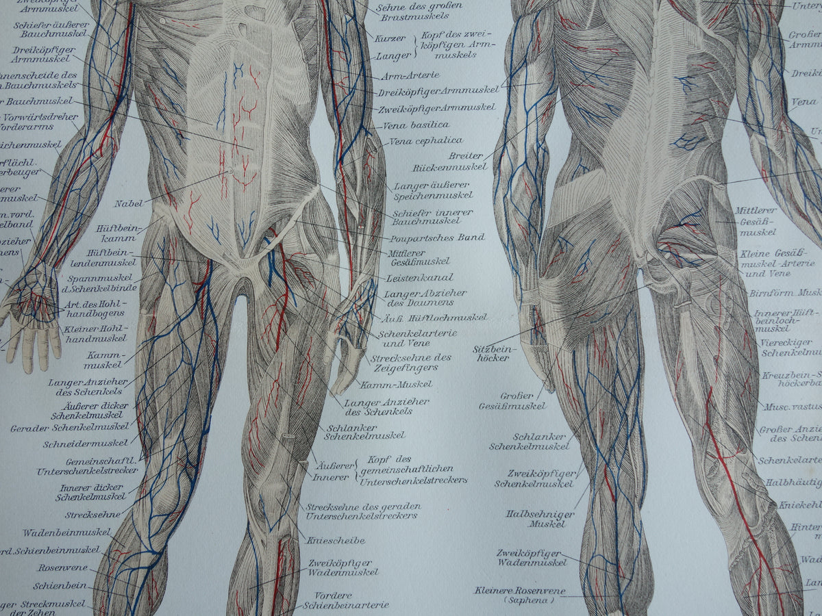 SPIEREN Oude anatomie prent uit 1909 originele vintage anatomische illustratie spier lichaam vintage print