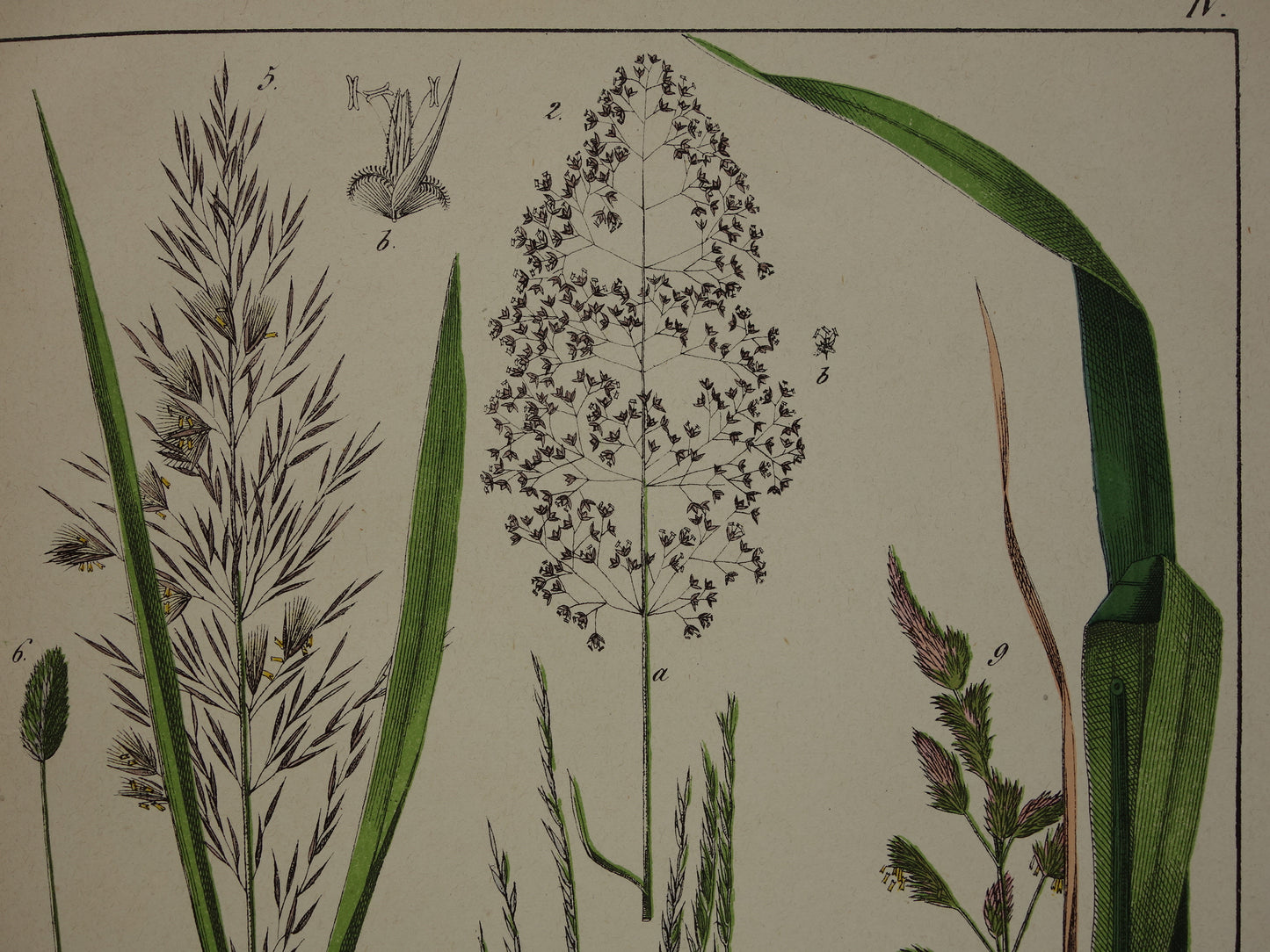 Gras Oude Botanische Prent uit 1874 GRASSOORTEN Antieke Illustratie - Originele Vintage Grassen Print