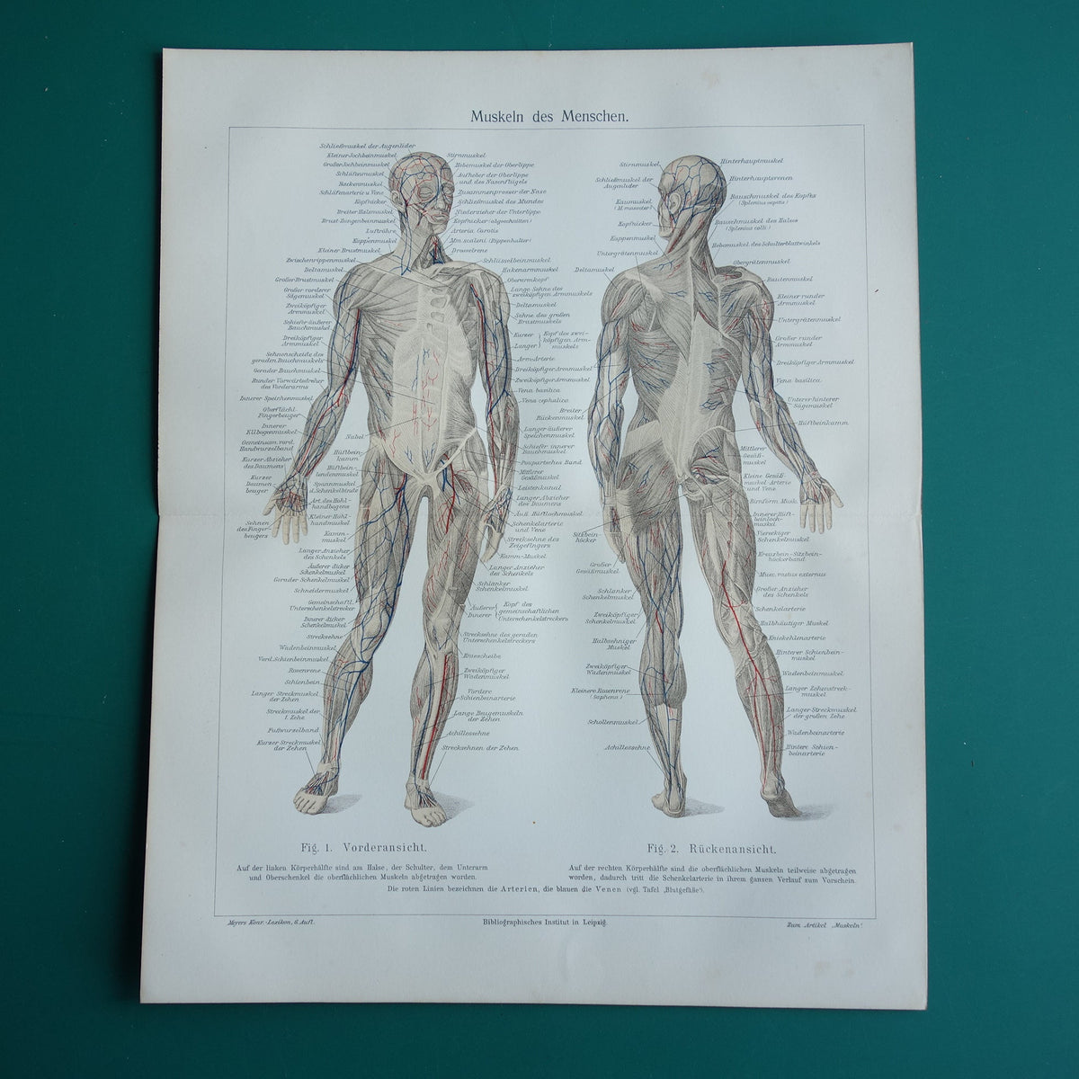 SPIEREN Oude anatomie prent uit 1909 originele vintage anatomische illustratie spier lichaam vintage print