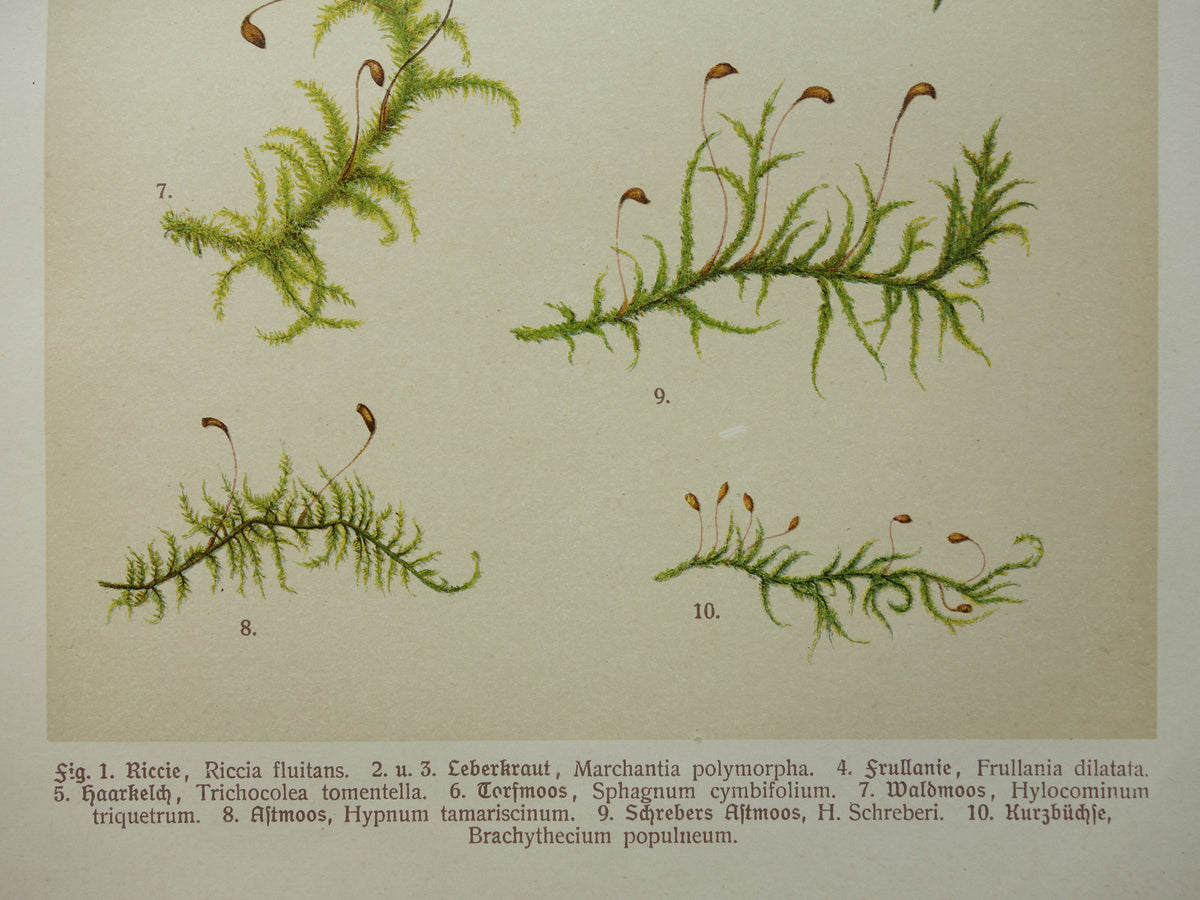MOSSEN Oude botanische prenten over MOS set van twee 1911 originele antieke illustratie Mossen planten