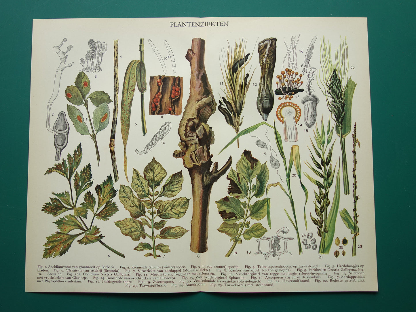 PLANTENZIEKTEN oude botanische prent uit 1935 over ziekten bij planten Originele vintage Nederlandse illustratie print