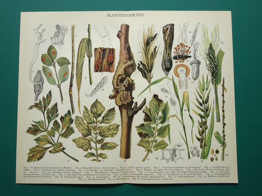 PLANTENZIEKTEN oude botanische prent uit 1935 over ziekten bij planten Originele vintage Nederlandse illustratie print
