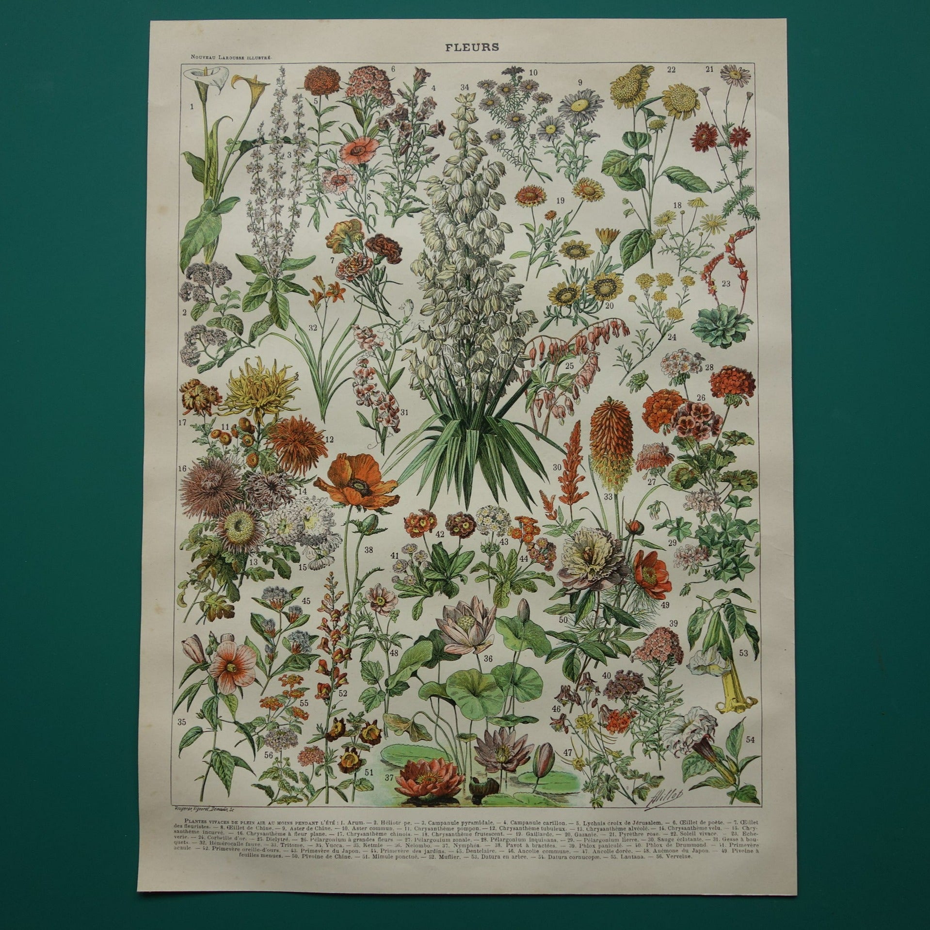 Fleurs Nouveau Larousse Illustre