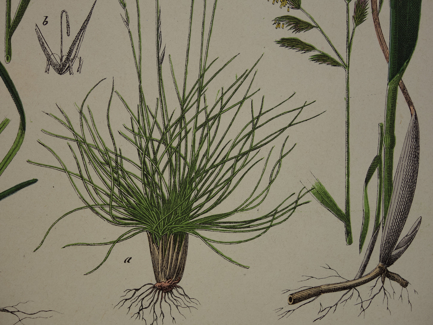 Gras Oude Botanische Prent uit 1874 GRASSOORTEN Antieke Illustratie - Originele Vintage Grassen Print