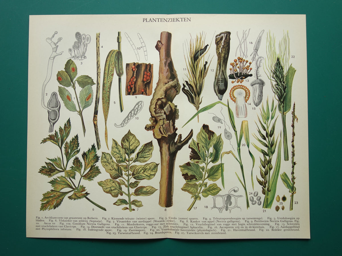 oude nederlandse botanische prent