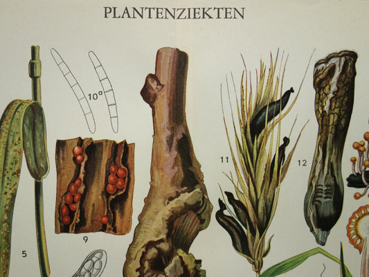 PLANTENZIEKTEN oude botanische prent uit 1935 over ziekten bij planten Originele vintage Nederlandse illustratie print
